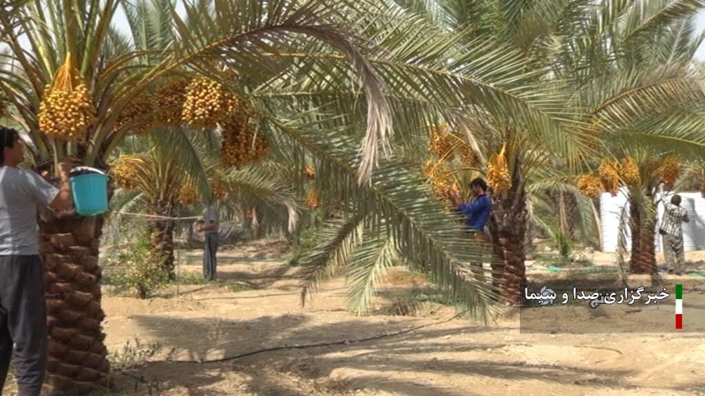 آغاز برداشت خارک و رطب از نخلستان‌های خنج