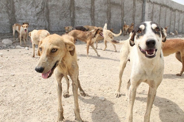 آغازطرح جمع‌آوری سگ‌های ولگرد در شهر مشهدریزه شهرستان تایباد