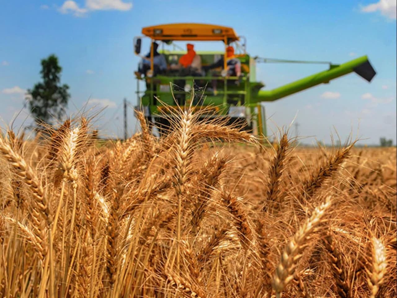 خرید ۶۳ هزار تن گندم از کشاورزان در میاندوآب