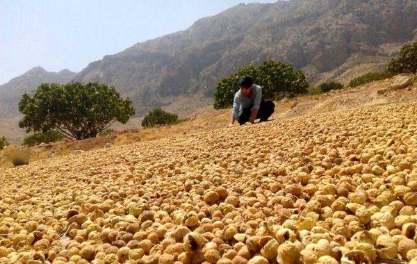 ارزآوری ۶۰ میلیون دلاری انجیر خشک برای کشور