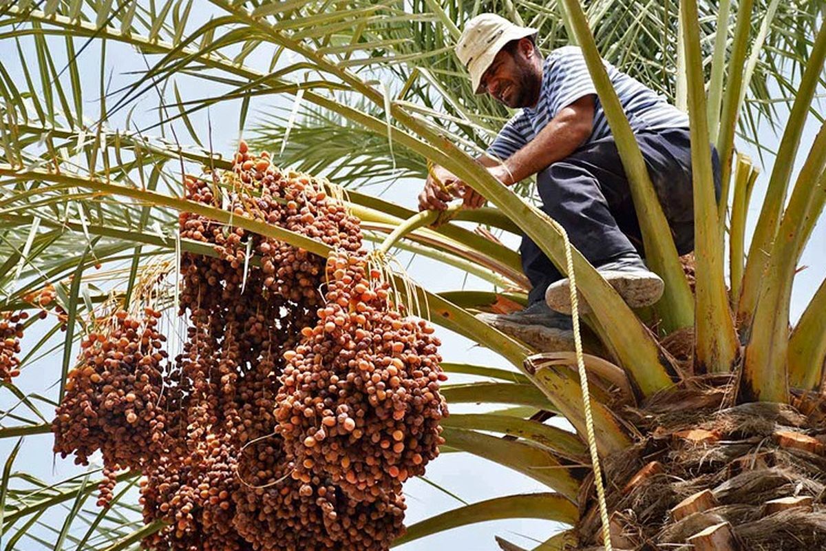 برداشت خرما از نخلستان‌های رودان آغاز شد