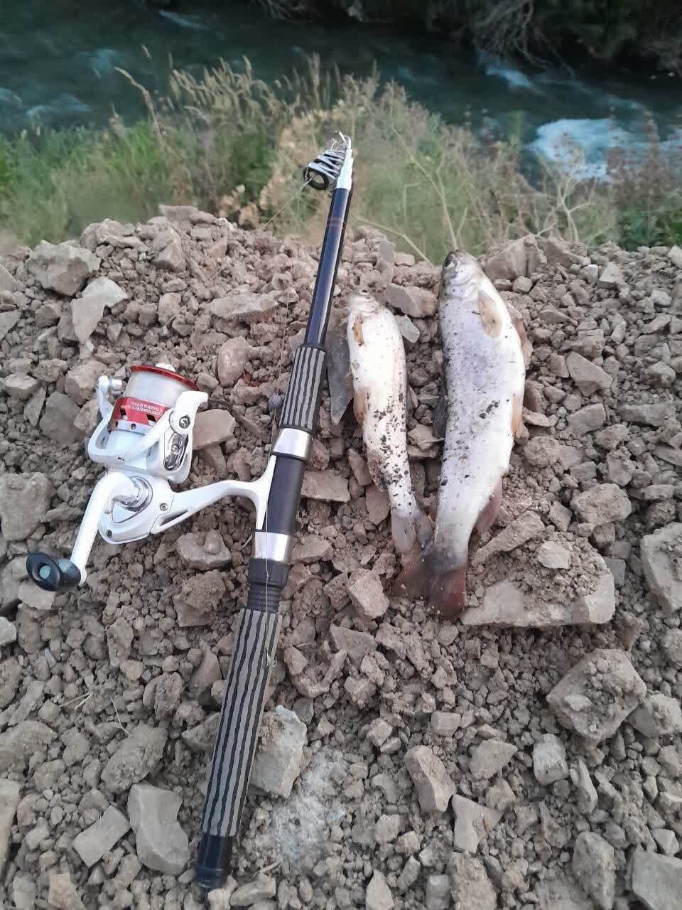 دستگیری صیاد غیرمجاز ماهی خال قرمز در رودخانه کرج