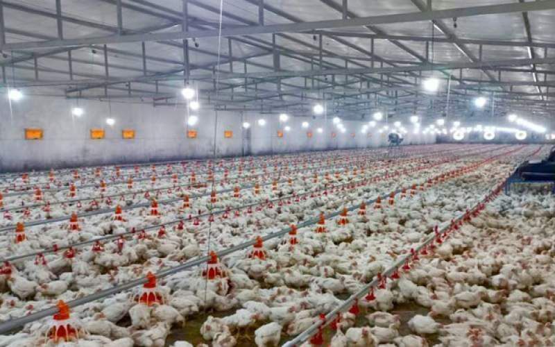تولید بیش از ۴۱۲ تن گوشت مرغ در شهرستان راسک