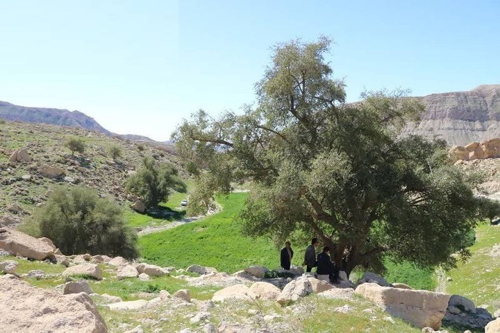 ابلاغ ثبت ملی درختان کهنسال روستای بیشه دراز دهلران