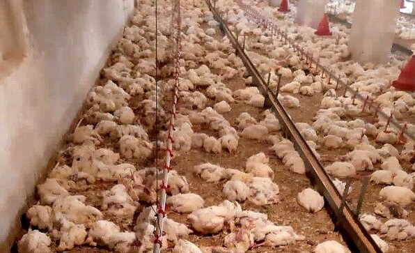 تلف شدن بیش از ۱۵۰۰ قطعه مرغ گوشتی در کوهسرخ