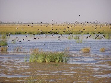 رشد نامتعارف جلبک‌ها در تالاب بین المللی کانی‌برازان مهاباد