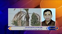 خشک شدن درختان بلوار شهید یاسینی آبادان
