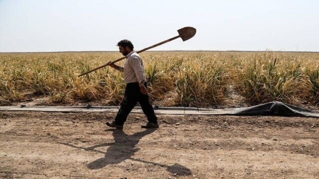 خسارت احتمالی ناشی از گرما درمزارع کشاورزی استان کرمانشاه