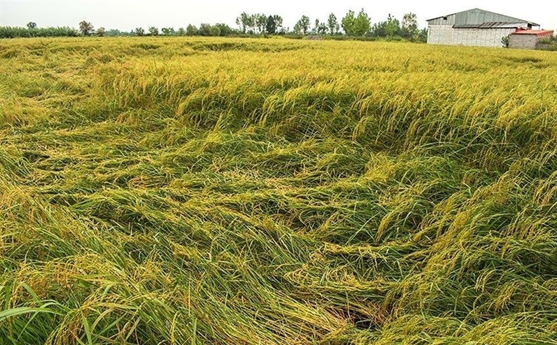 خوابیدگی ۱۰ درصد شالیزار‌های گیلان در مرحله برداشت برنج