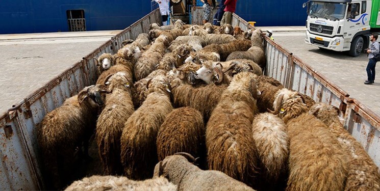 کشف بیش از دوهزار راس گوسفند قاچاق از مرزهای پیرانشهر با عراق