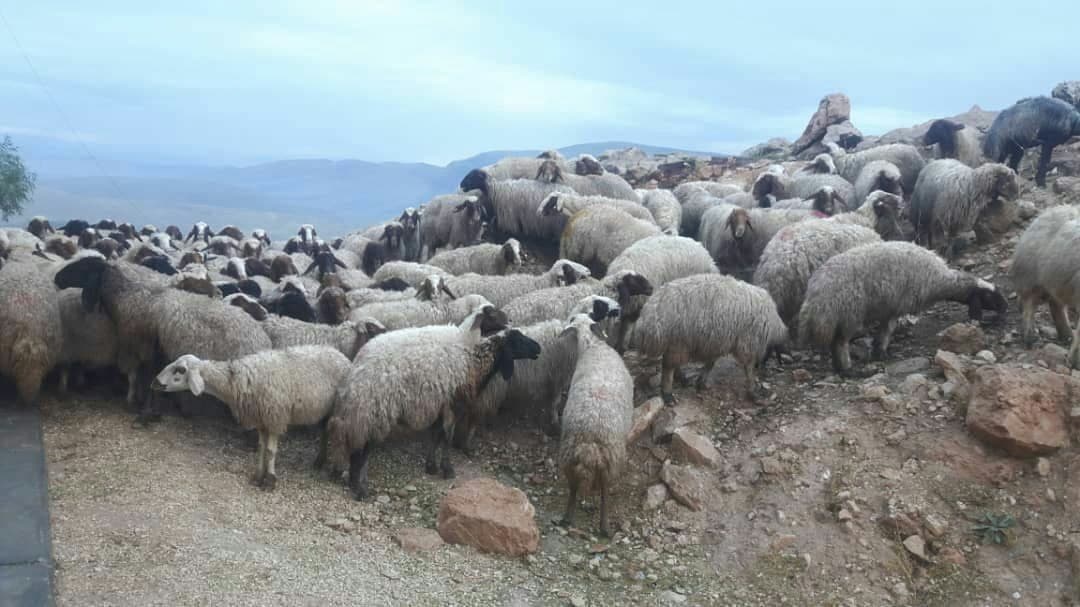 کشف بیش از دو هزار رأس گوسفند قاچاق از مرزهای پیرانشهر با عراق