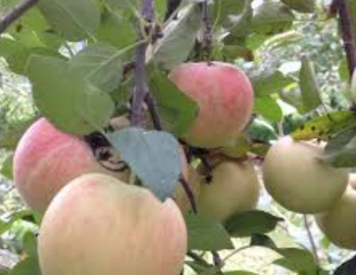 برداشت سیب گلاب از باغ‌های سیب گلاب بهاره استان