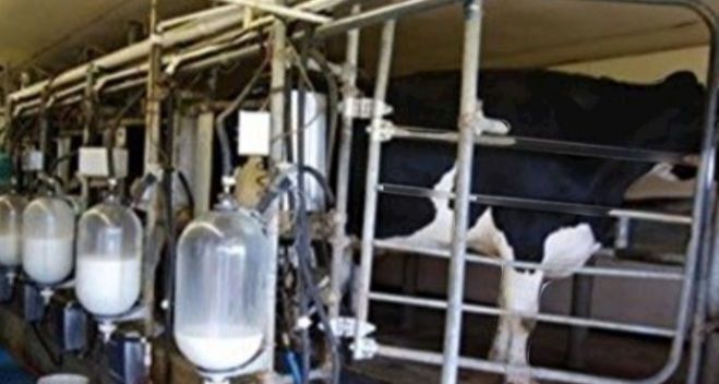 تولید روزانه بیش از ۶۲ تن شیر از گاوداری‌های بخش رخ