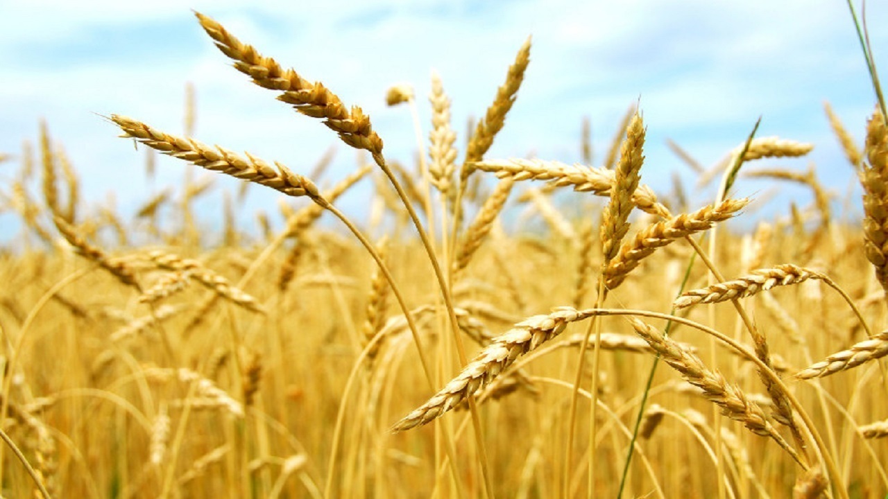 خرید تضمینی ۲۳۵ هزار تن گندم در آذربایجان شرقی