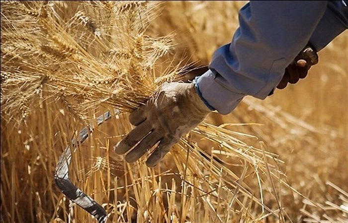 خبر جدید برای گندمکاران، مطالبات به زودی پرداخت می‌شود