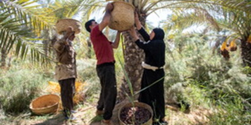 پیش‌بینی افزایش ۱۵ درصدی تولید خرما در خرمشهر