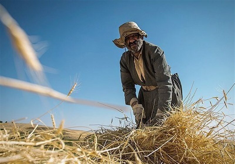 پرداخت چهارمین مرحله باقیمانده مطالبات گندم کاران کردستانی