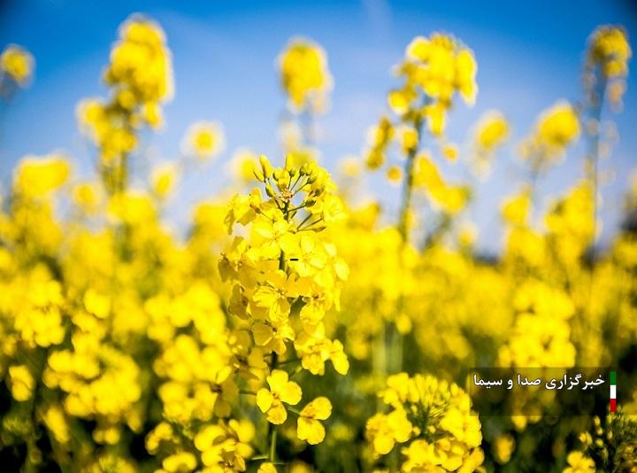 پرداخت ۵۰ درصد از مطالبات کلزاکاران لرستان