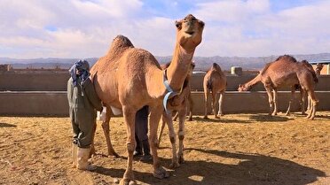 پایگاه خبری نجوا