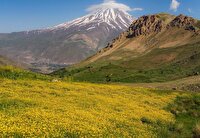 افزایش علوفه در مراتع، پس از باران‌های فصلی