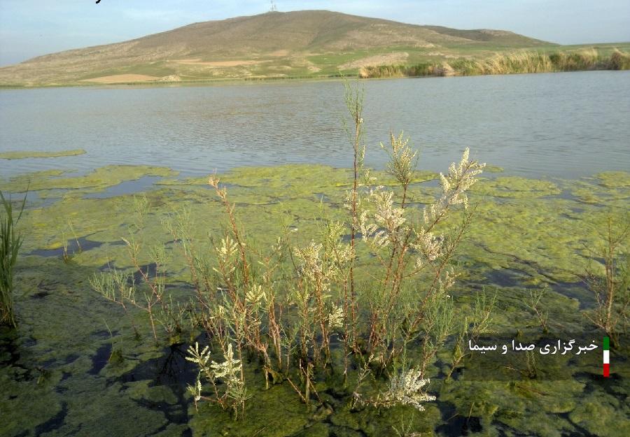 رهاسازی ۲۲۵ میلیون متر مکعب حق آبه محیط زیستی تالاب‌های آذربایجان غربی