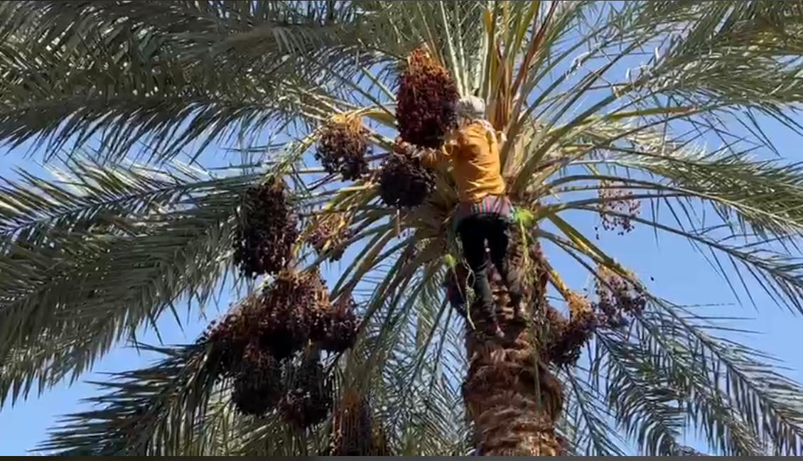 آغاز برداشت خرما در بخش رودخانه