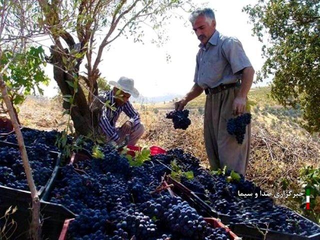 آغاز برداشت انگور سیاه از تاکستان‌های سردشت