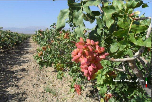 پیش بینی برداشت ۱۲۵ تن پسته در آذربایجان‌غربی