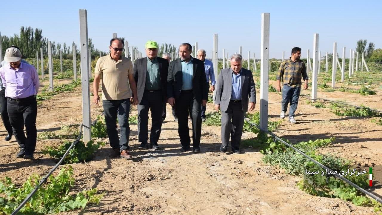 افزایش ۶۴ درصدی تولید انگور در شهرستان میاندوآب