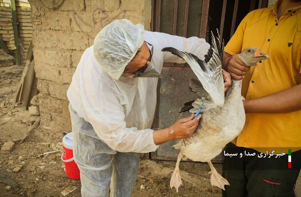 پایش آنفلوانزای فوق حاد طیور بومی در ۱۹۲ روستای آذربایجان‌غربی