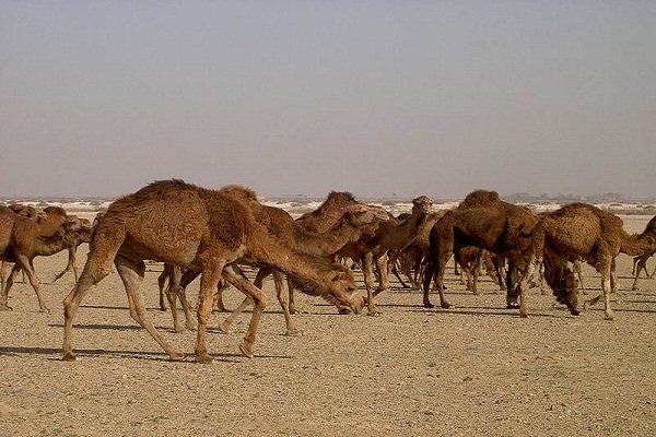 تولید    گوشت شتر در خراسان جنوبی