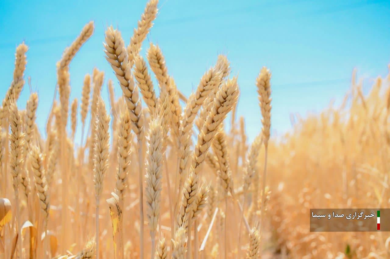 شکسته شدن رکورد خرید تضمینی گندم در آذربایجان شرقی