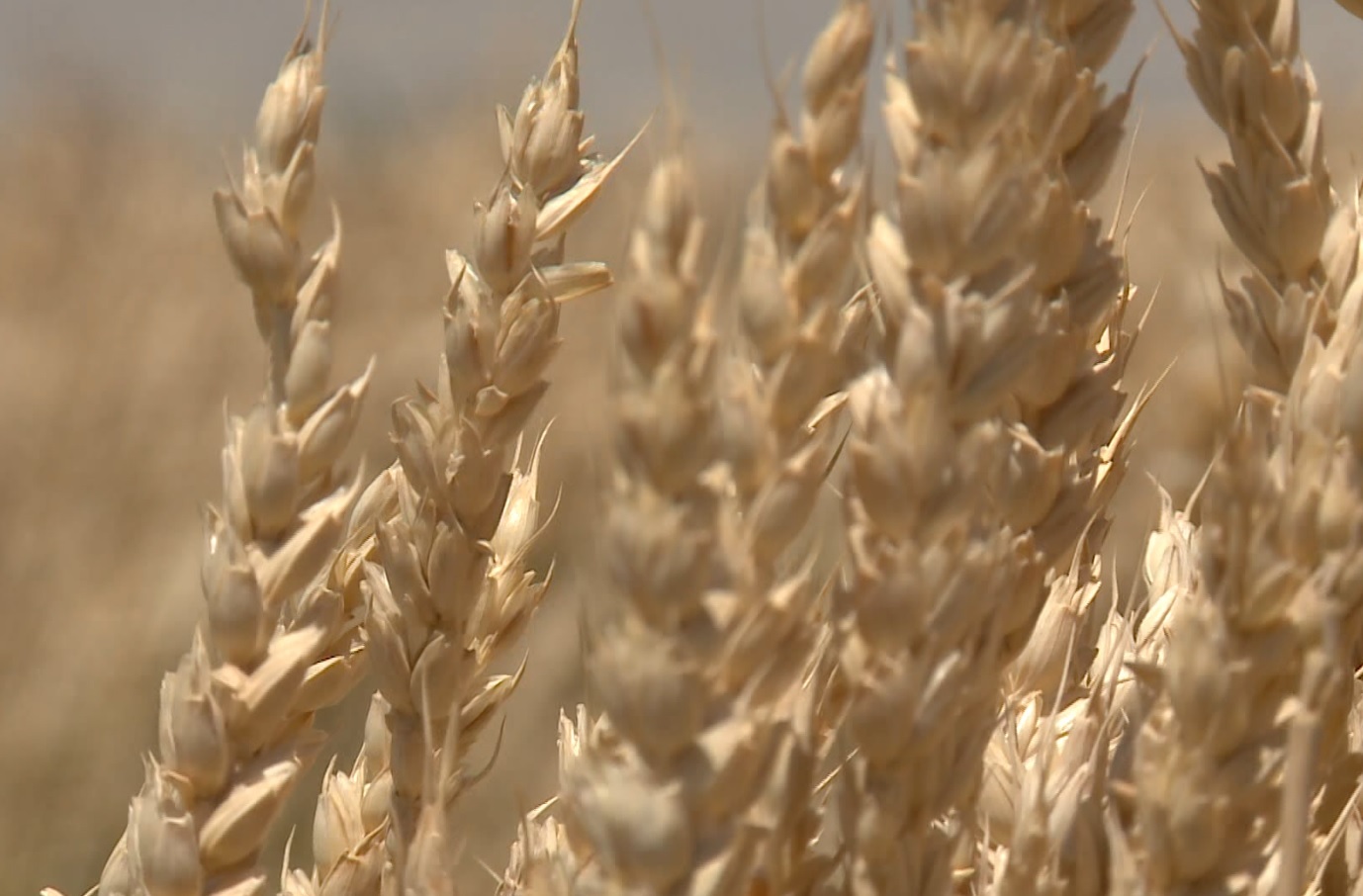 رکورد جدید گندمکاران کردستانی