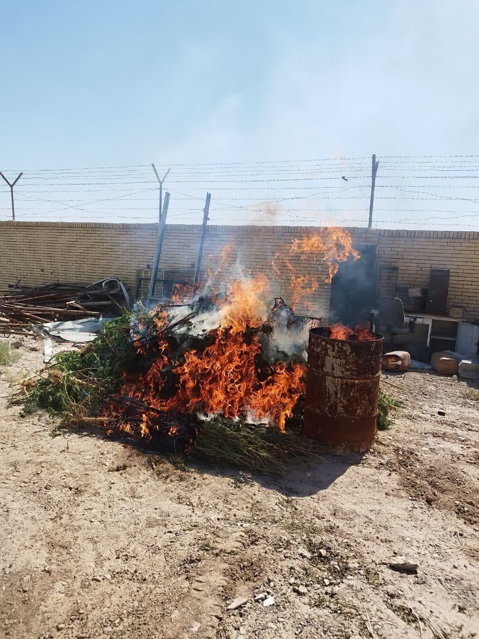 معدوم سازی مزرعه کشت شاهدانه در شهرستان خاتم