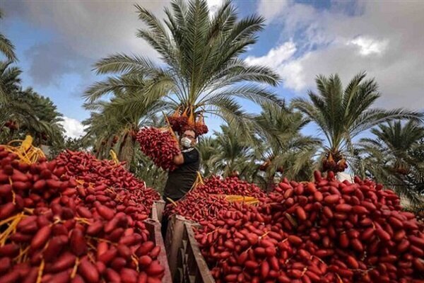 برگزاری جشن شکرانه برداشت خرما در بافق