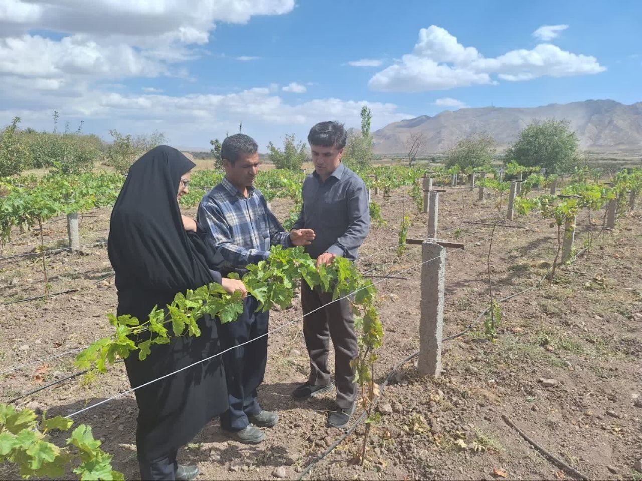 توسعه کشت انگور به روش داربستی در کوهسرخ