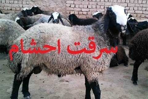 دستگیری سارقان احشام در شادگان