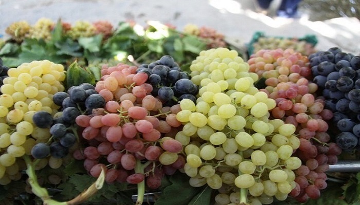 برگزاری جشنواره انگور در روستای دَرسجین