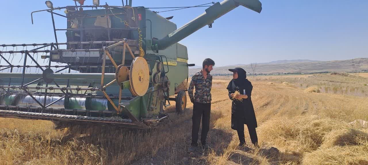 رشد ۳۲ درصدی تحویل گندم در شهرستان بستان آباد