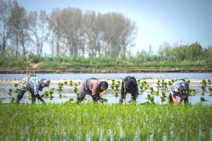 همکاری بیش از ۸۰۰ نفر درسرشماری عمومی کشاورزی گیلان