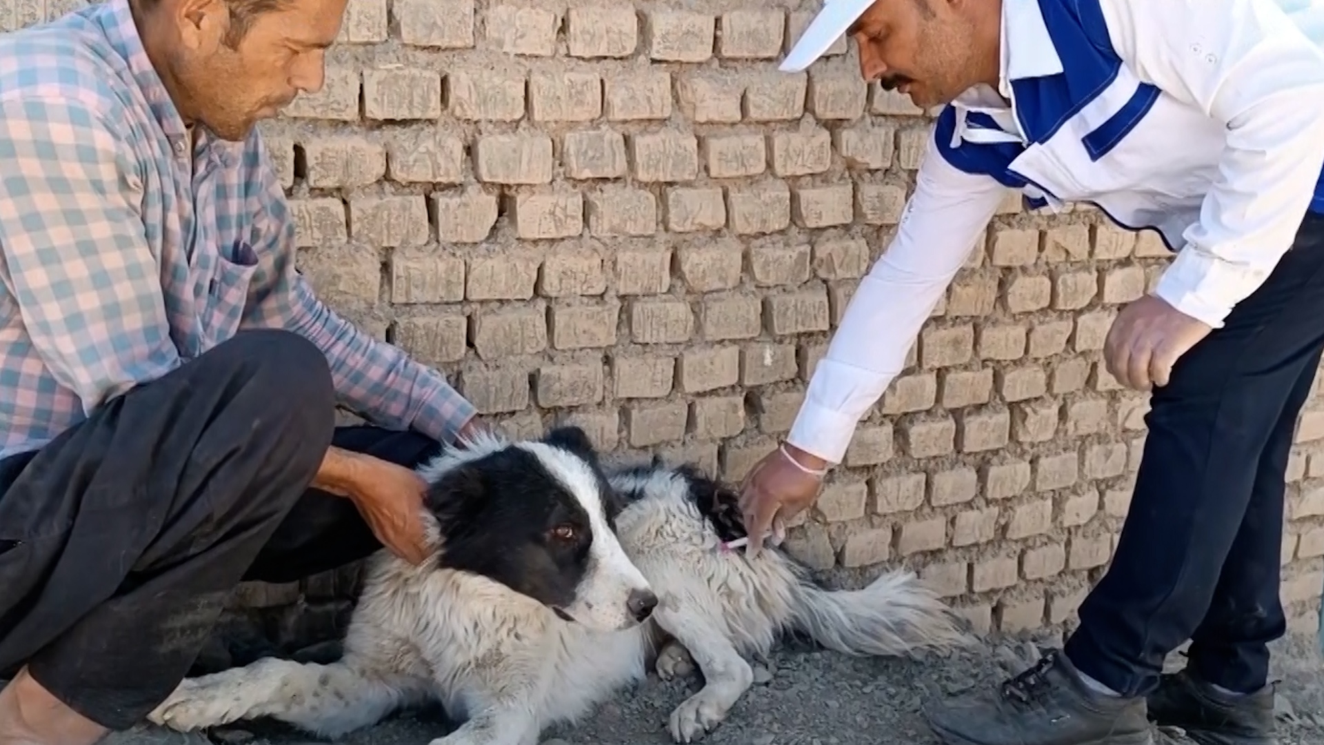 واکسینه شدن دام وطیور اهالی روستای هرستان علیا علیه بیماری نیوکاسل