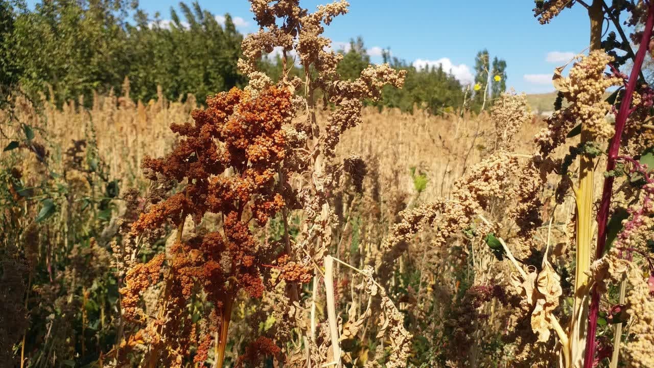 برداشت کینوا در صدر پربازدیدهای خبرگزاری صدا وسیمای آذربایجان غربی