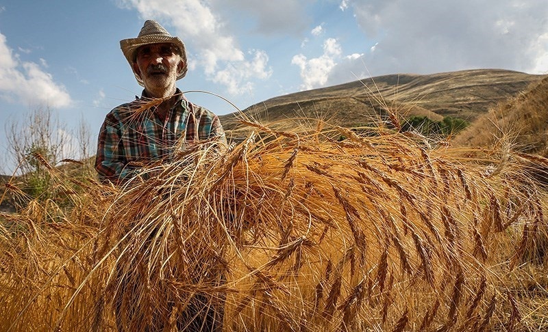 گندمکاران خوزستانی چشم انتظار ۳ هزار میلیارد تومان از مطالباتشان