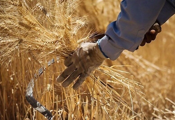 افزایش ۱۰۰ درصدی خرید گندم از گندمکاران میان‌ جلگه