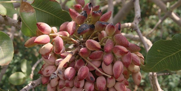 برداشت ۳۰۰ هزار تن پسته در کشور