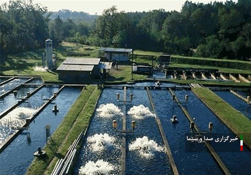 تولید حدود ۱۵۰میلیون تخم ماهی قزل‌آلا در لرستان