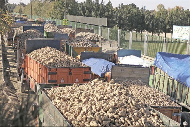 پرداخت ۸۸ میلیارد تومان از مطالبات چغندرکاران میاندوآبی