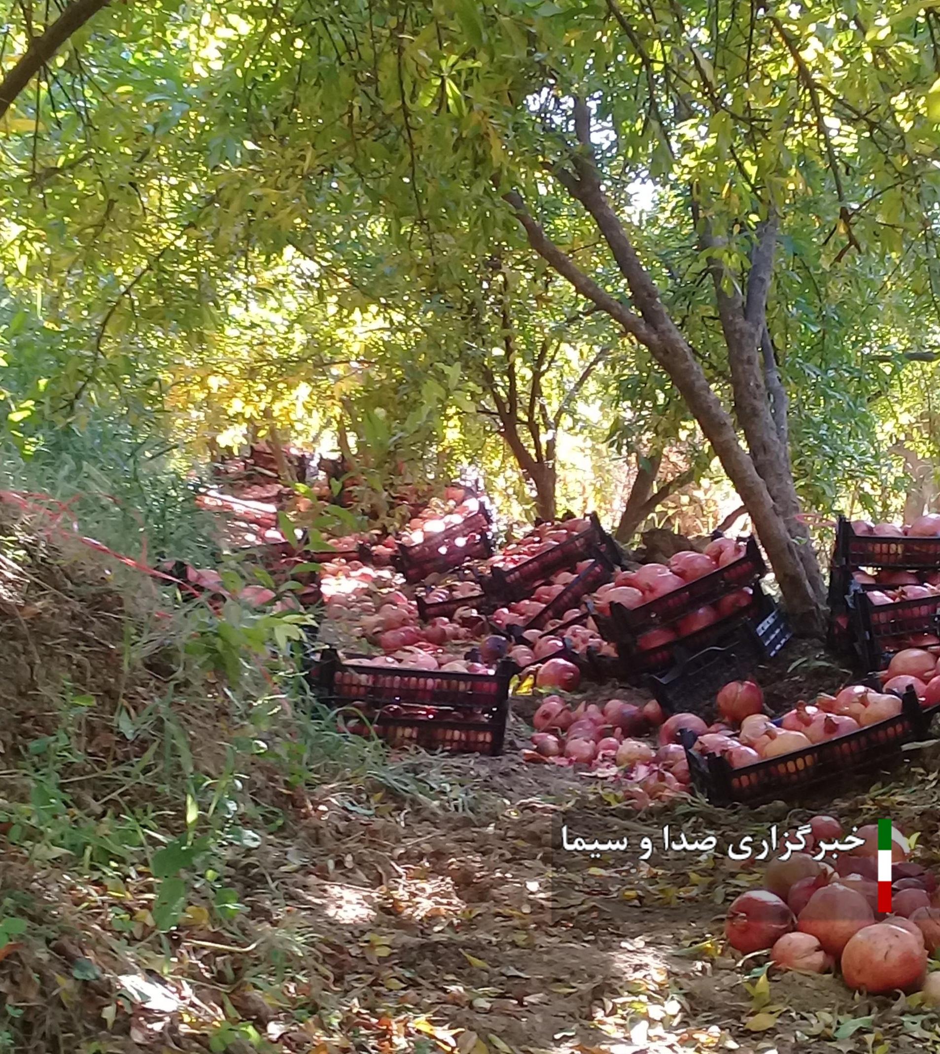 ۱۸۰۰ هکتار باغ انار در کوهدشت