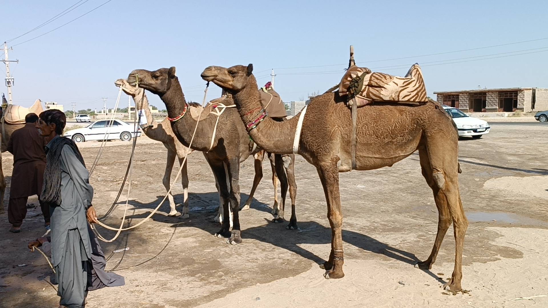 مسابقات شتردوانی و شترسواری در دلگان