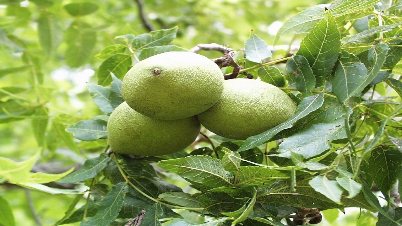 برداشت ۵۸۰۰ تن گردو در اسکو